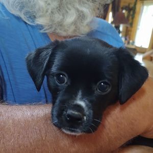 Meet your Posher, Settlers